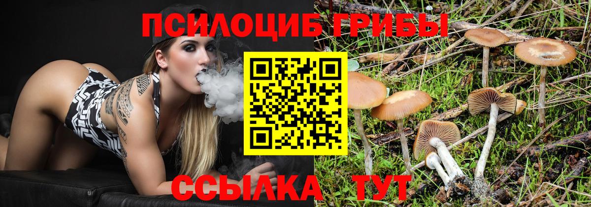 Псилоцибиновые грибы Psilocybe Можайск